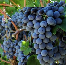 Grape seedlings of Shani vineyard