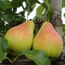 Coscia pear seedlings
