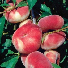 Peach seedlings Maliki seed base