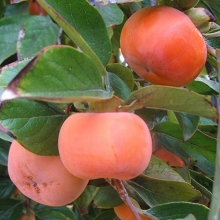 Persian persimmon seedlings (tomato)