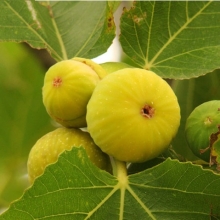 Plate fig seedlings