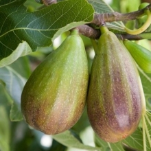 Seedless pear figs