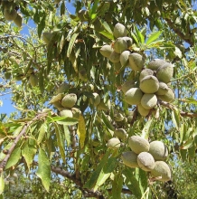 Vegetative almond seedlings