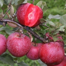 Redlove apple seedlings