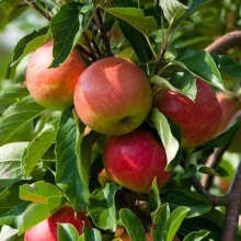 نهال سیب گلاب کهنز پایه بذری