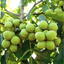 Cluster Persian walnut seedlings