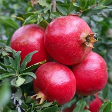 Pomegranate seedlings