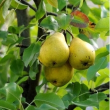 Dargzi pear seedlings (seed base)