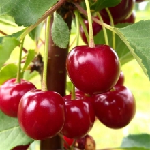 seedling Bing cherry