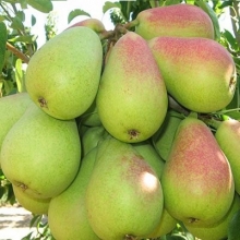 Duchess pear seedlings