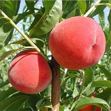 نهال هلو آلبرتا پایه بذری - Alberta peach seedlings