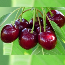 Single-seeded cherry seedlings
