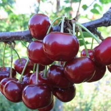 Lushan mature cherry seedlings (vegetative base)