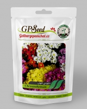 Seed dwarf chrysanthemum colorful primrose petals
