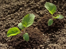 White eggplant seedlings