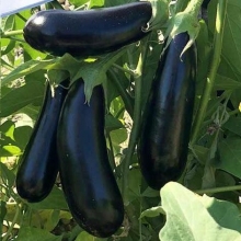 Transplanted eggplant hybrids