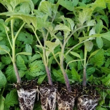 Hybrid tomato seedlings 8320