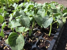 Planting okra